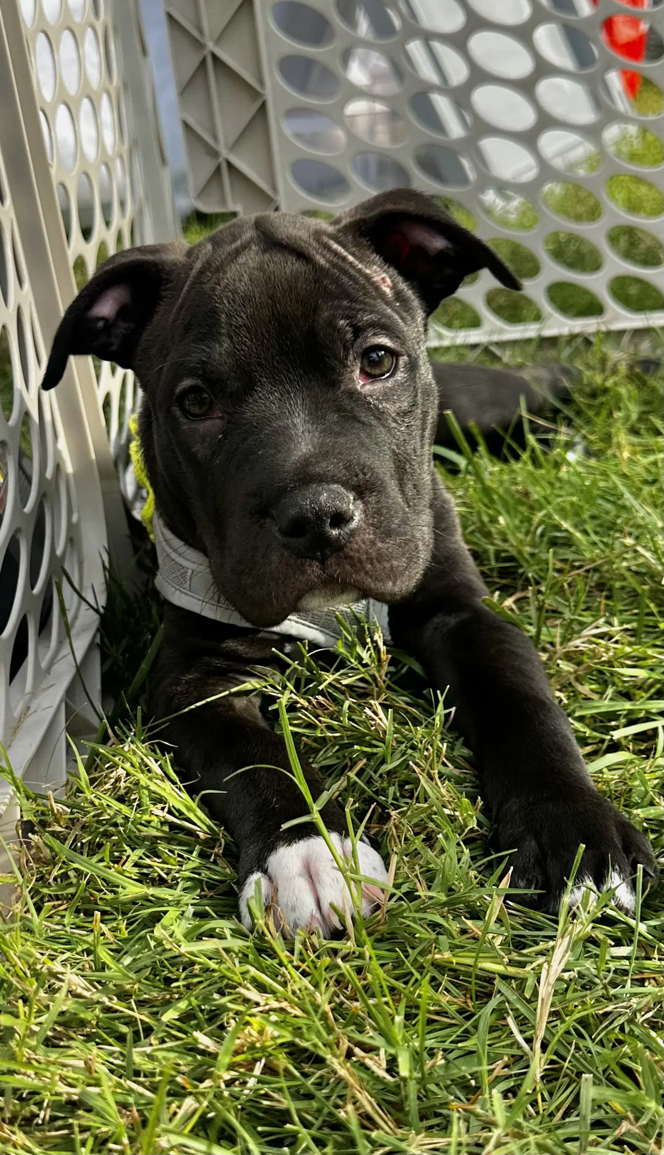 Frappuccino - American Pit Bull Terrier