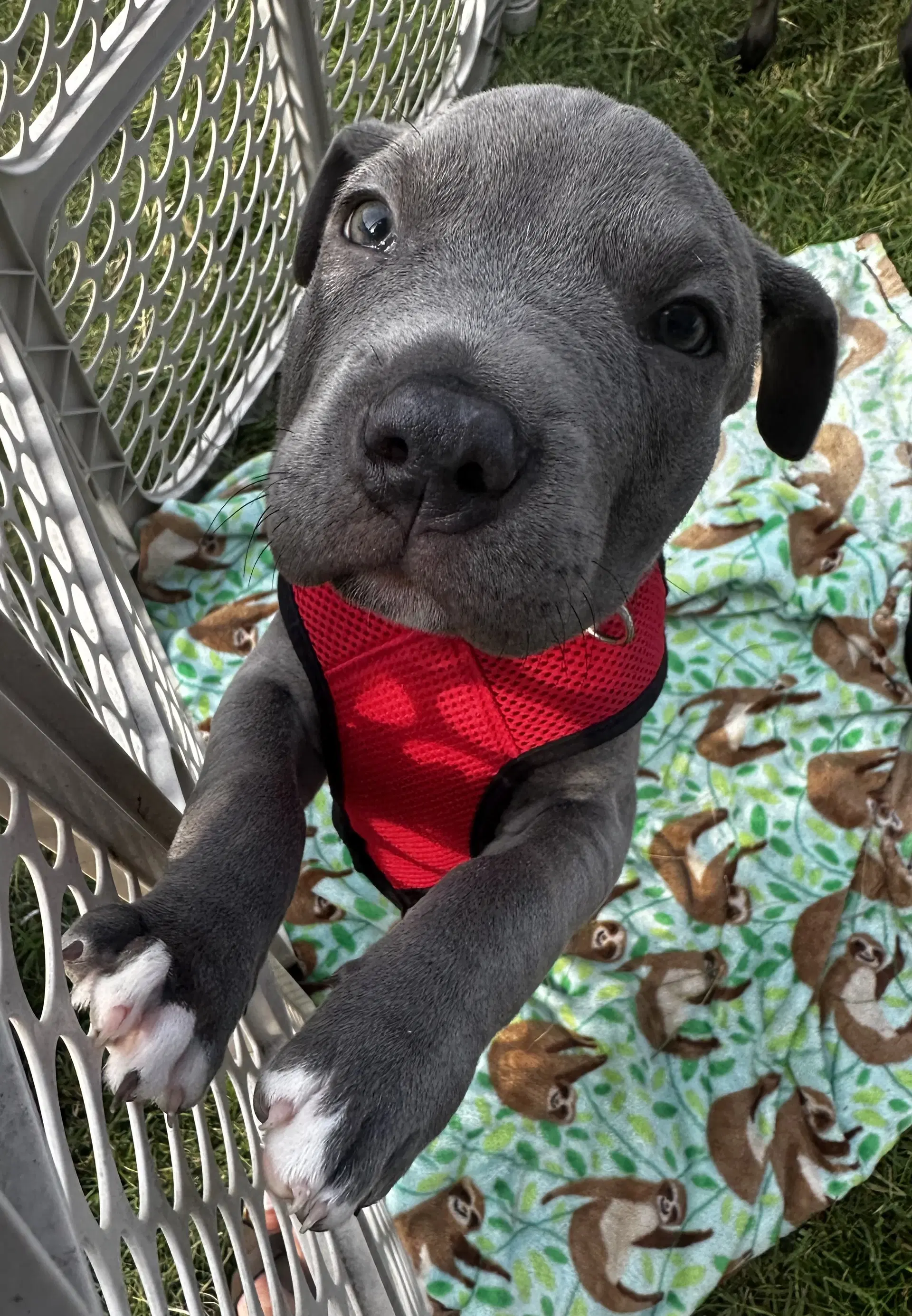 Breve - American Pit Bull Terrier