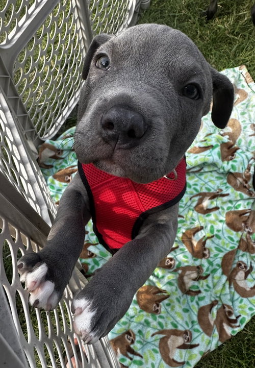 picture of the dog needing adoption