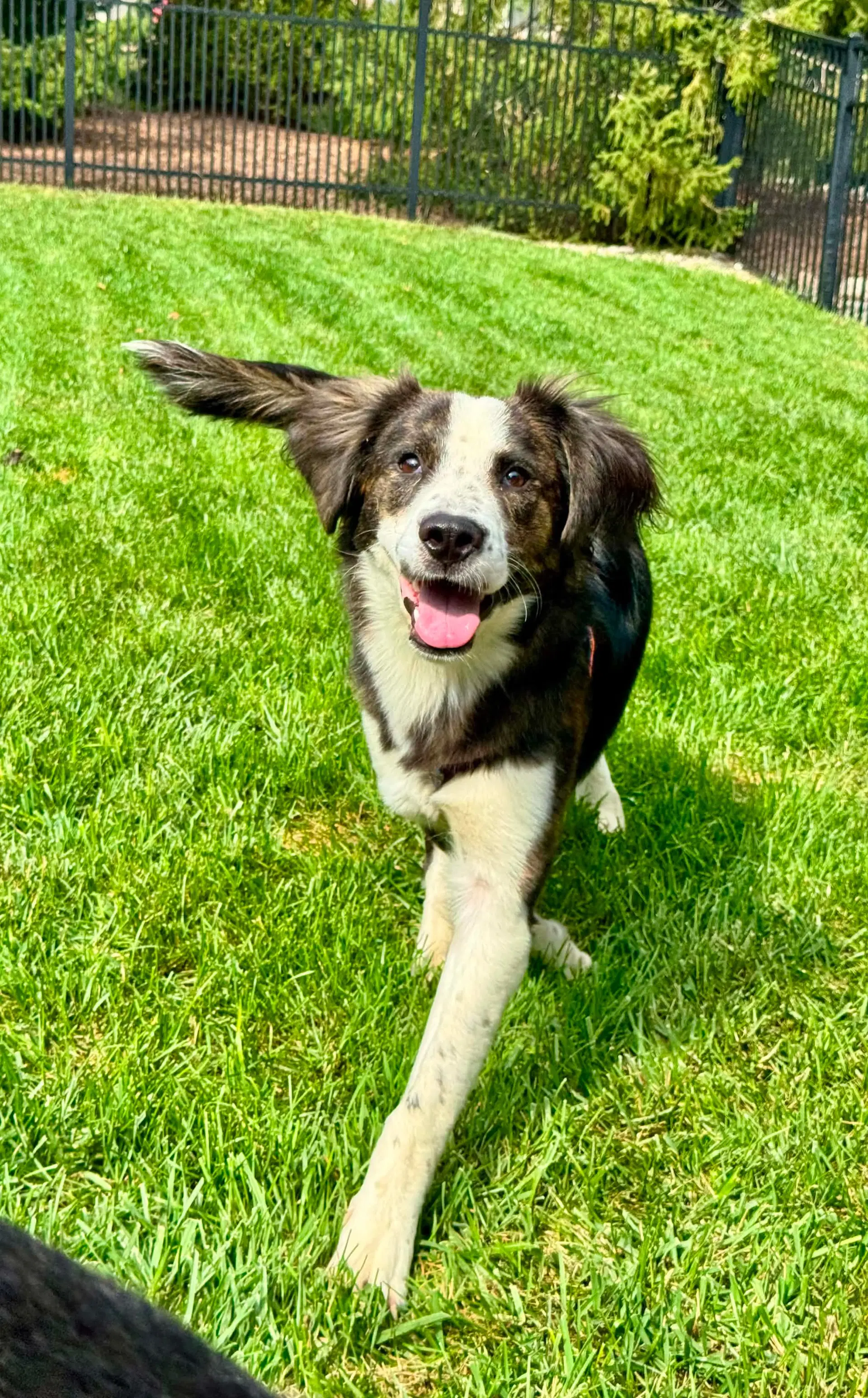 Nilou - Australian Shepherd