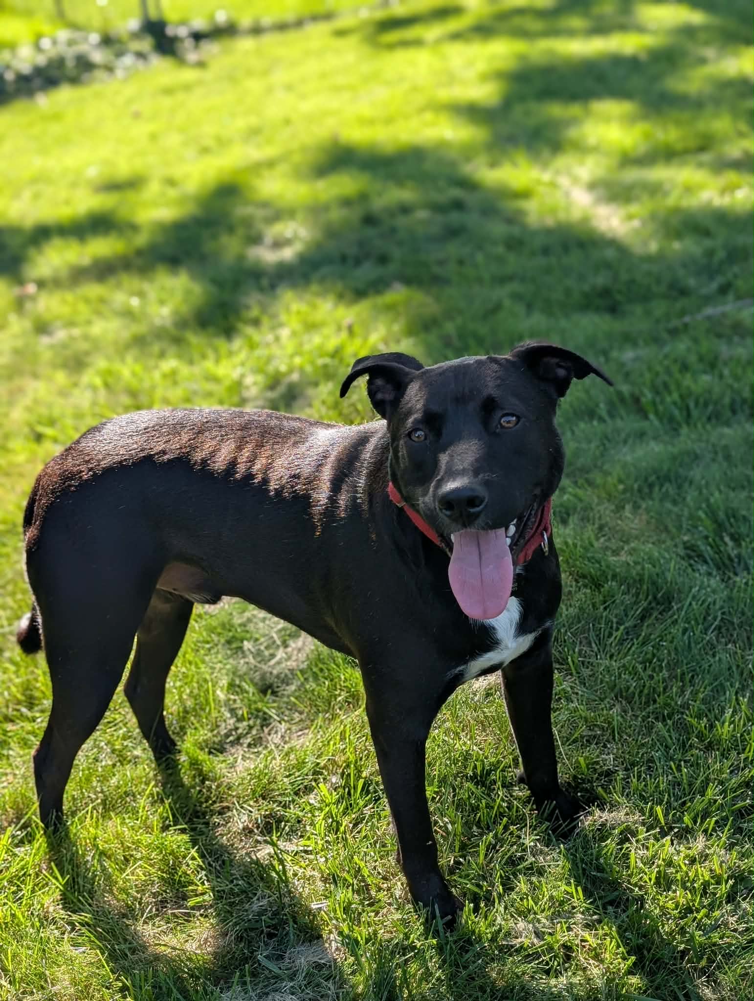 Henery - American Pit Bull Terrier
