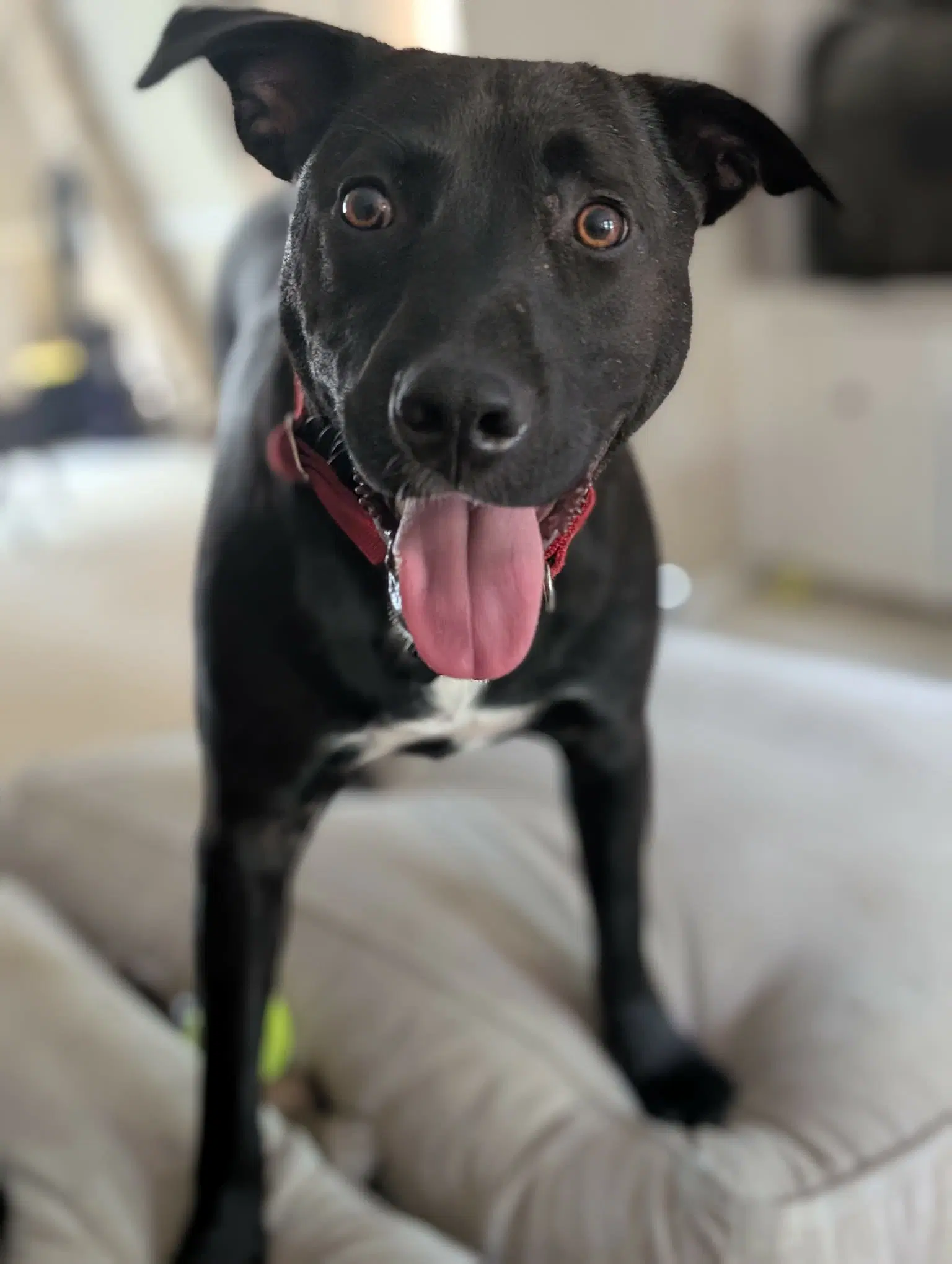 Henery - American Pit Bull Terrier