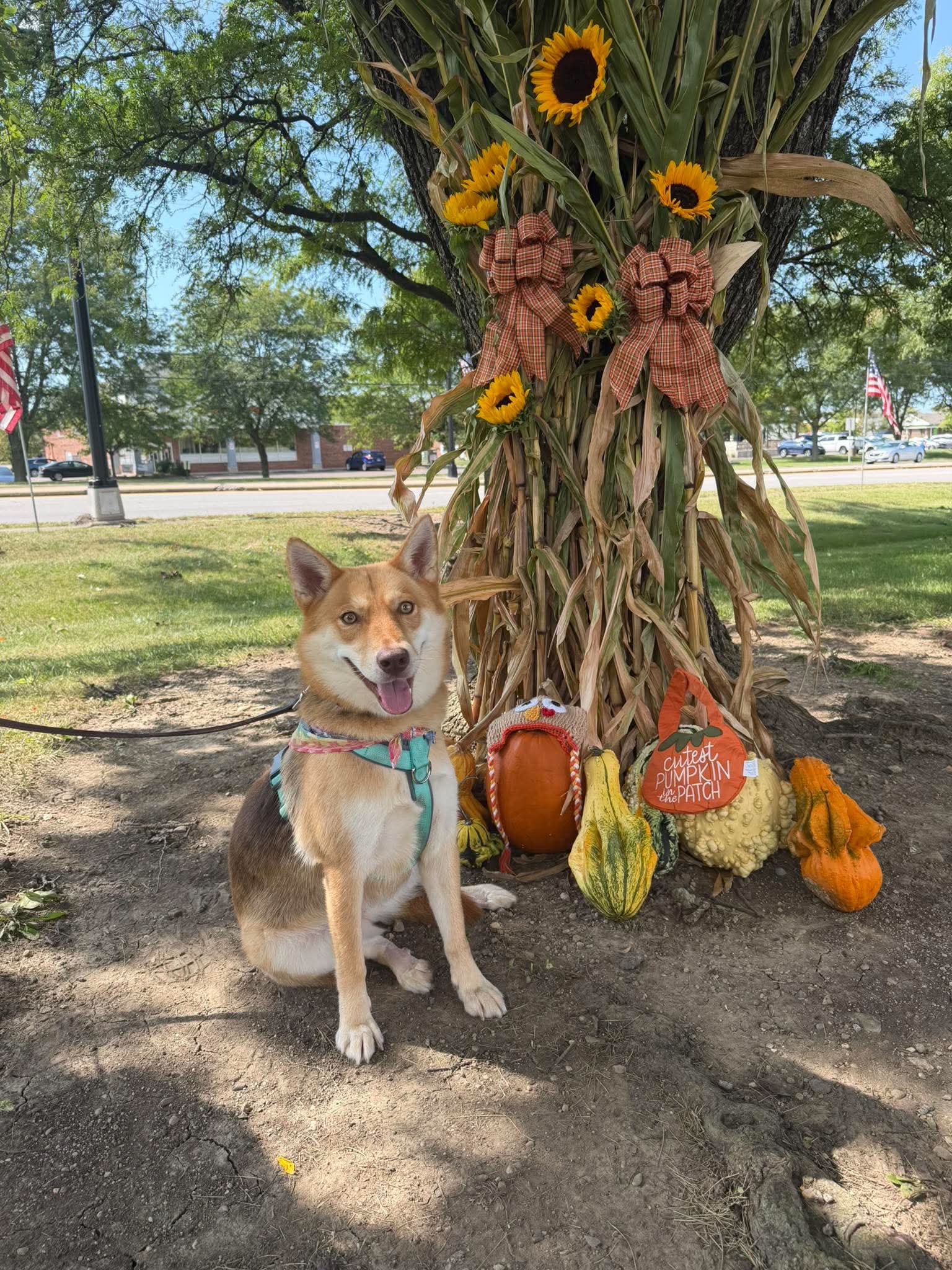 Moda - Shiba Inu