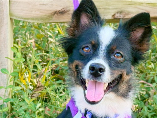 Amethyst, a dog for adoption from Adopt A Pit Rescue Inc