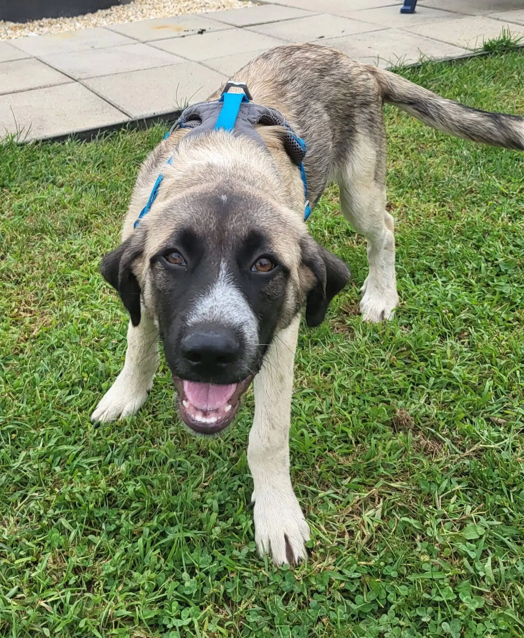 Mouse Tracks - Anatolian Shepherd