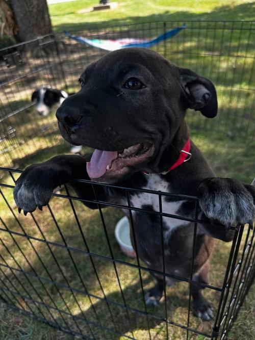 Lungo, a dog for adoption from Adopt A Pit Rescue Inc