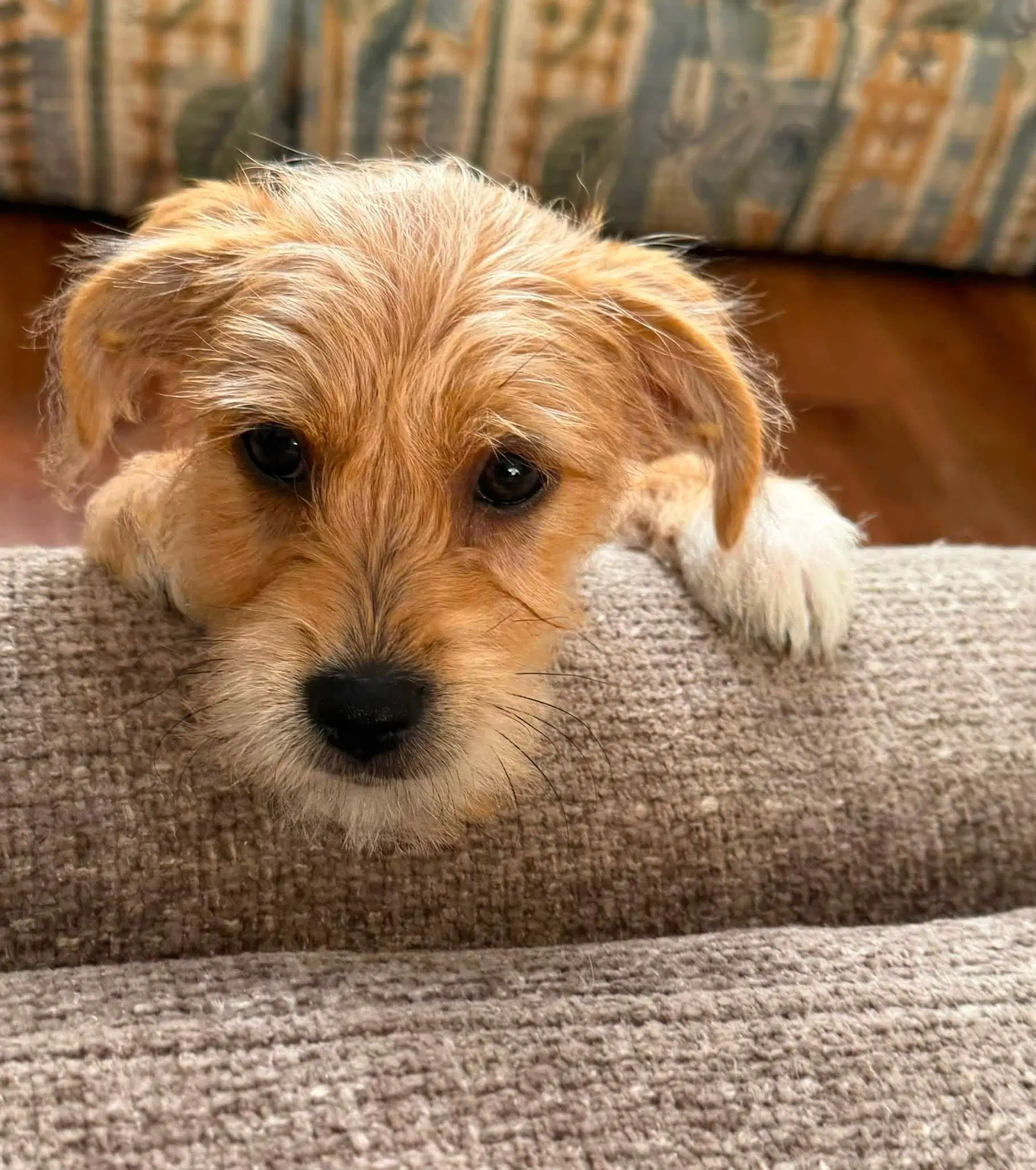 Deliah - Terrier