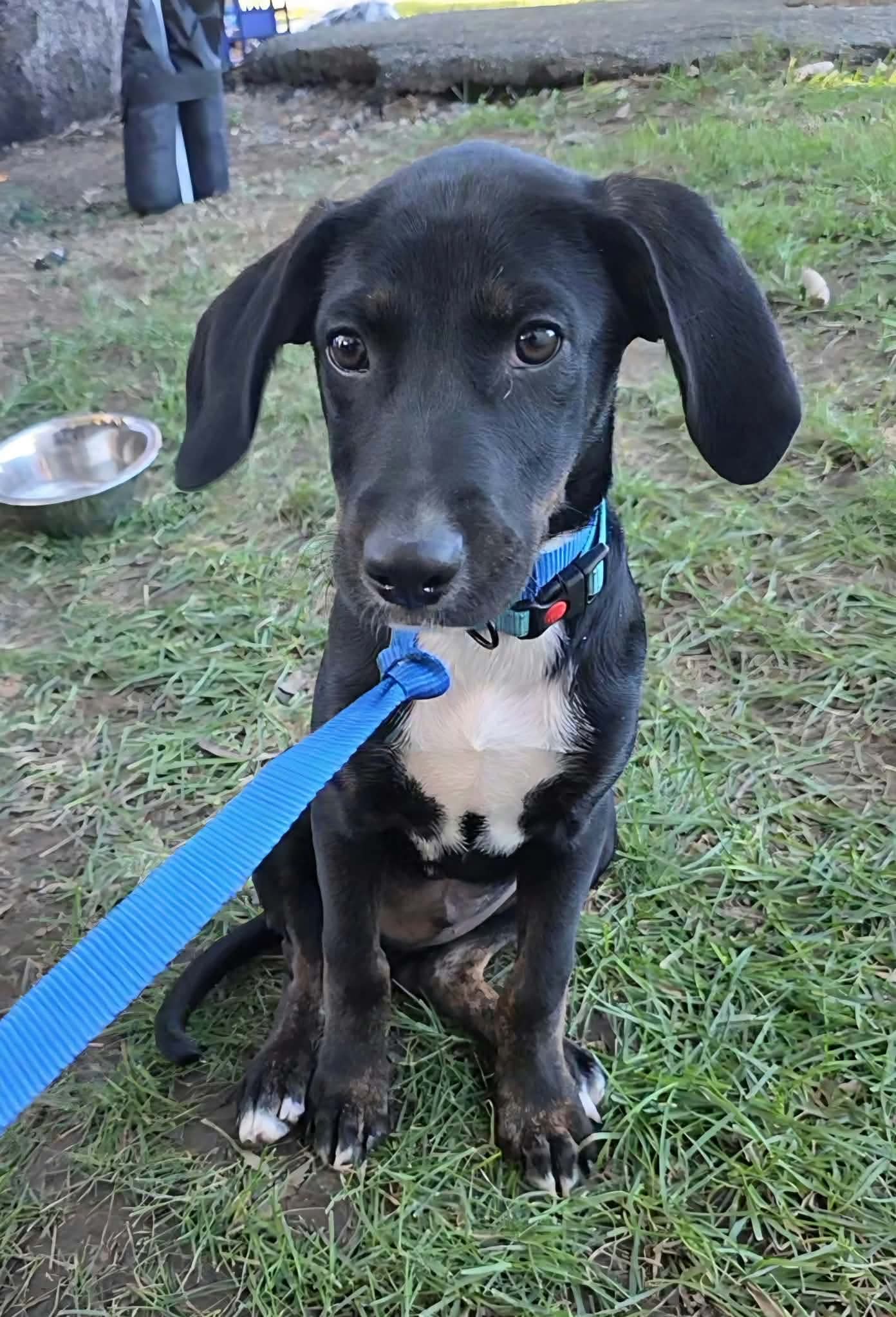 Doritos - Hound