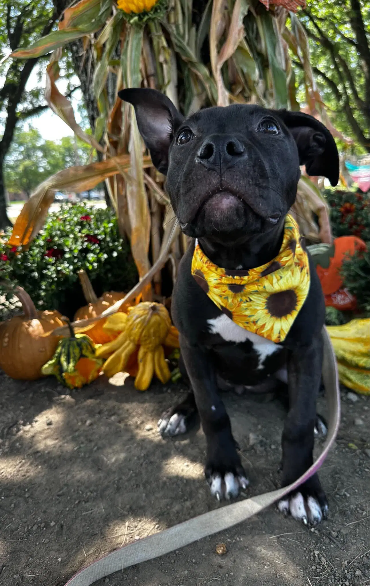 Coachella - American Pit Bull Terrier