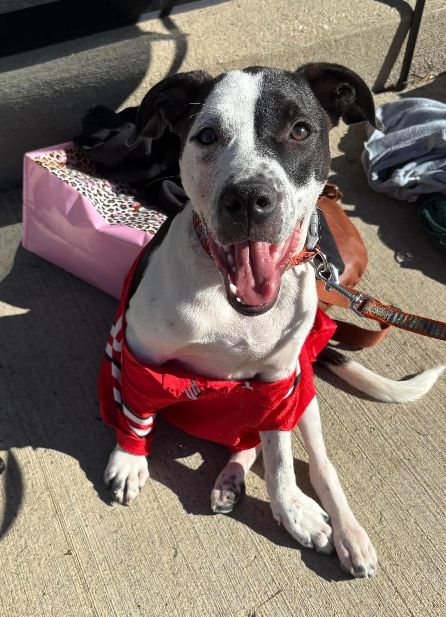 Cruiser Burt - American Pit Bull Terrier