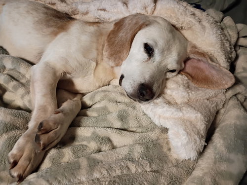 Bangles, a dog for adoption from Adopt A Pit Rescue Inc