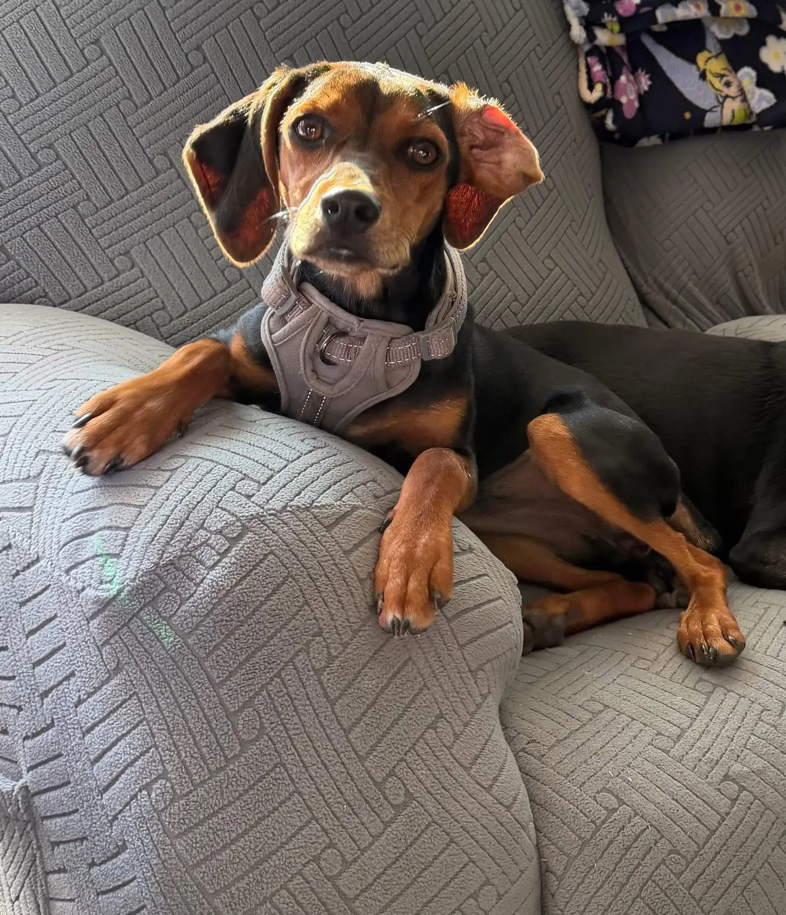 Miss Minnie - Dachshund