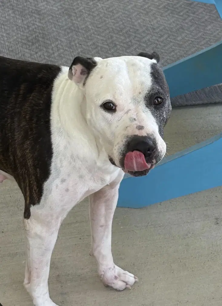 Gemini - American Pit Bull Terrier