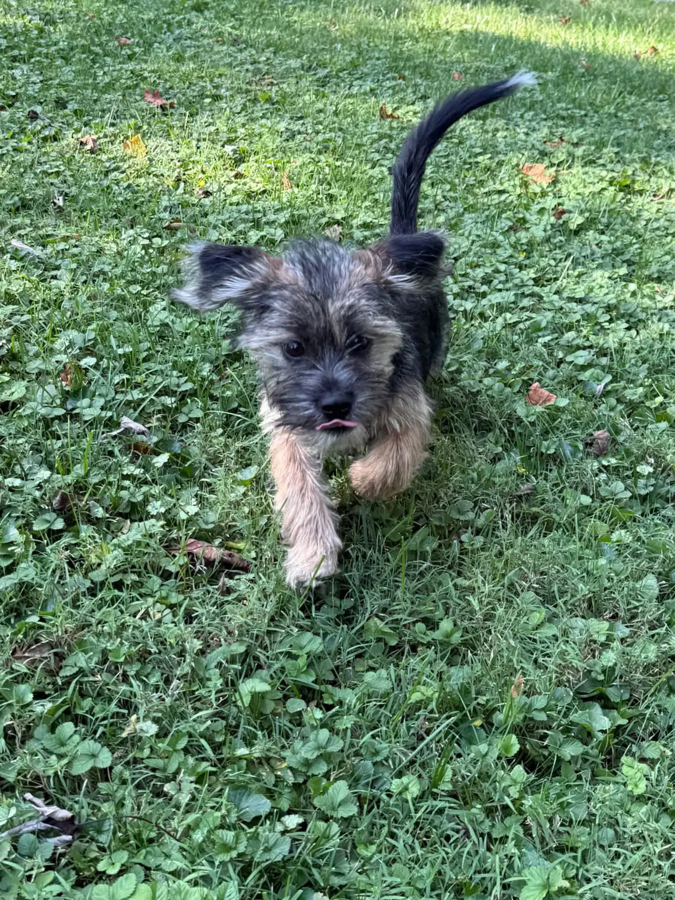 Lou Lou - Terrier