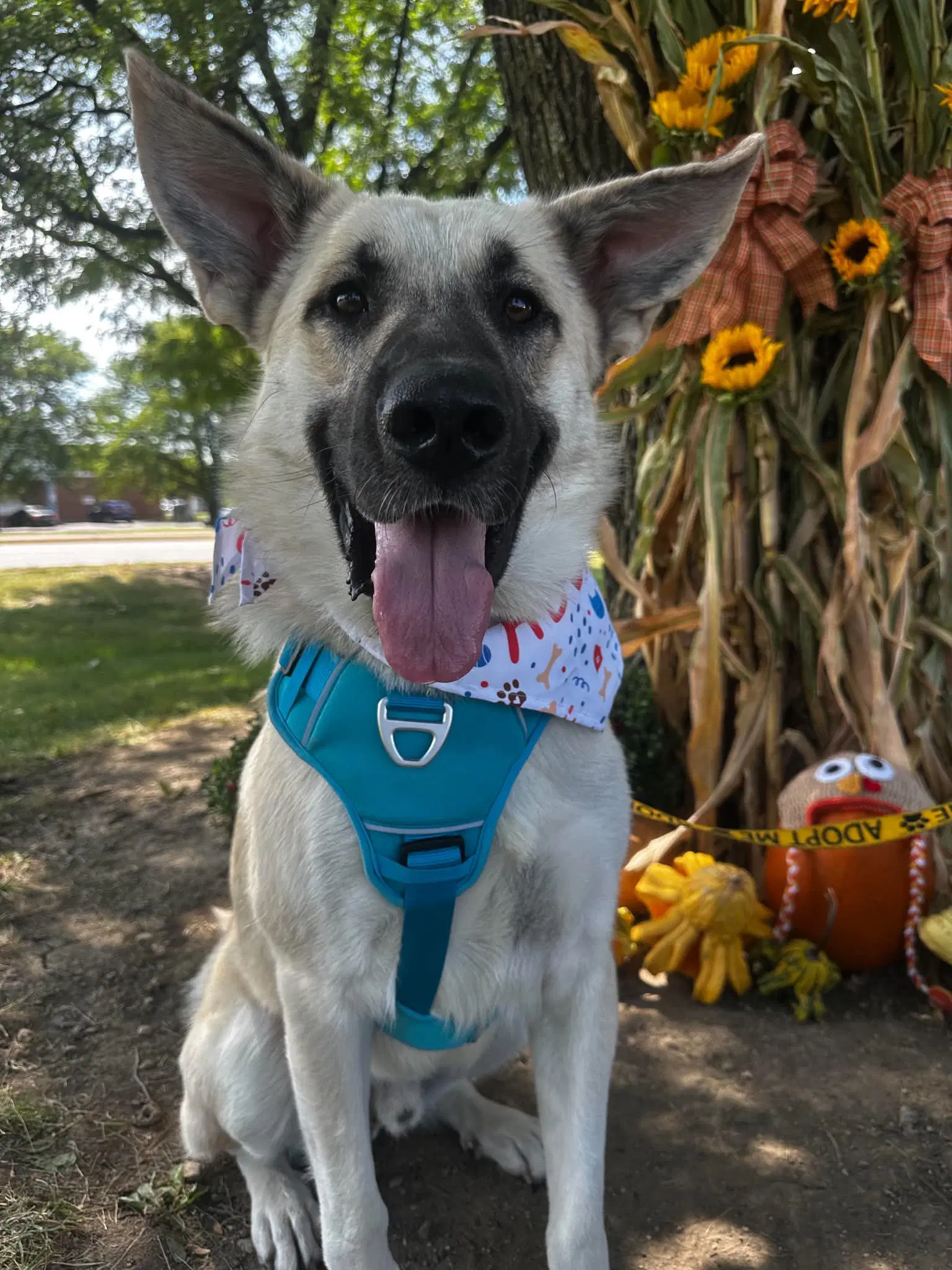 Gary Potato - Shepherd