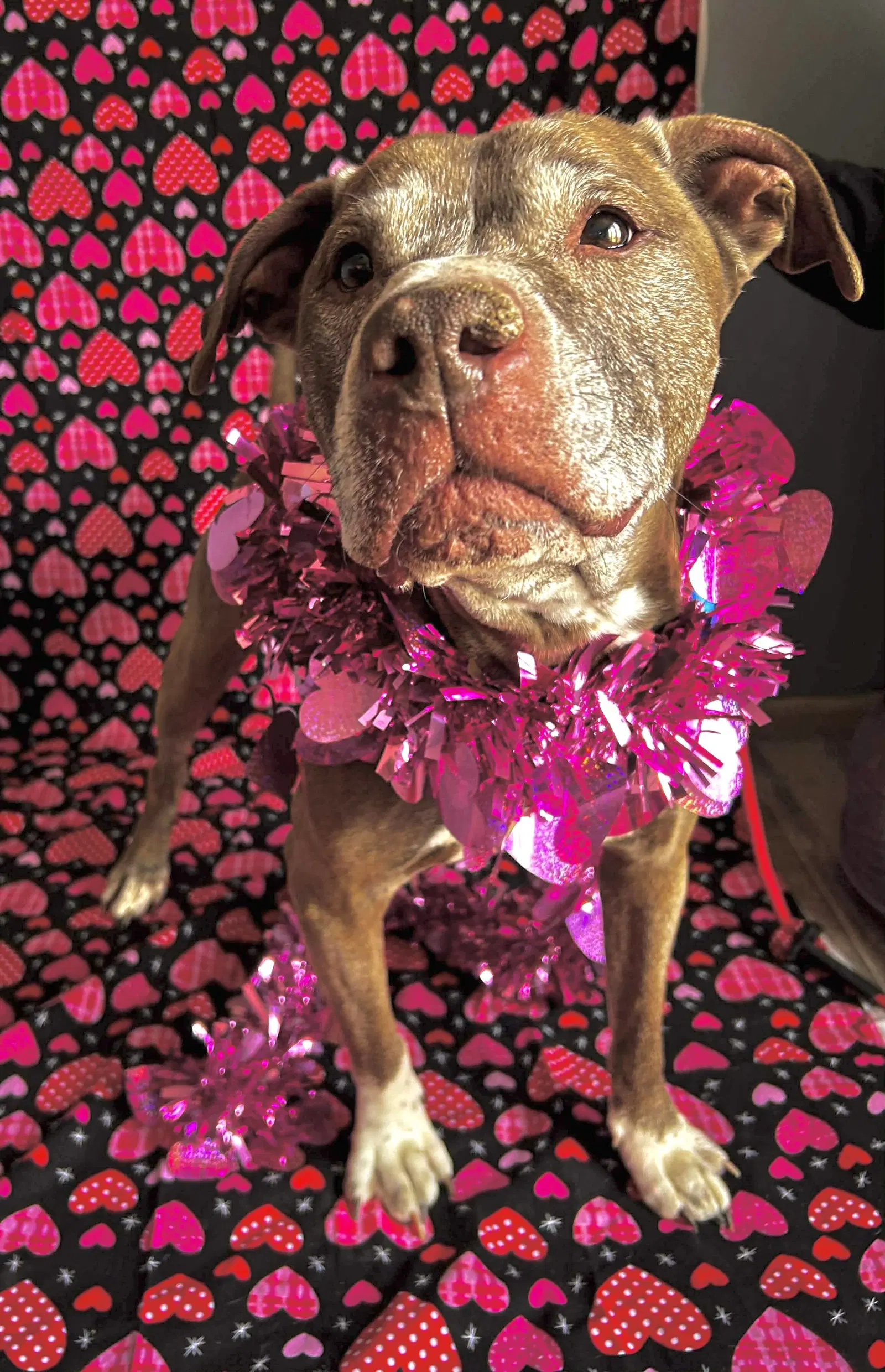Tressel - American Pit Bull Terrier