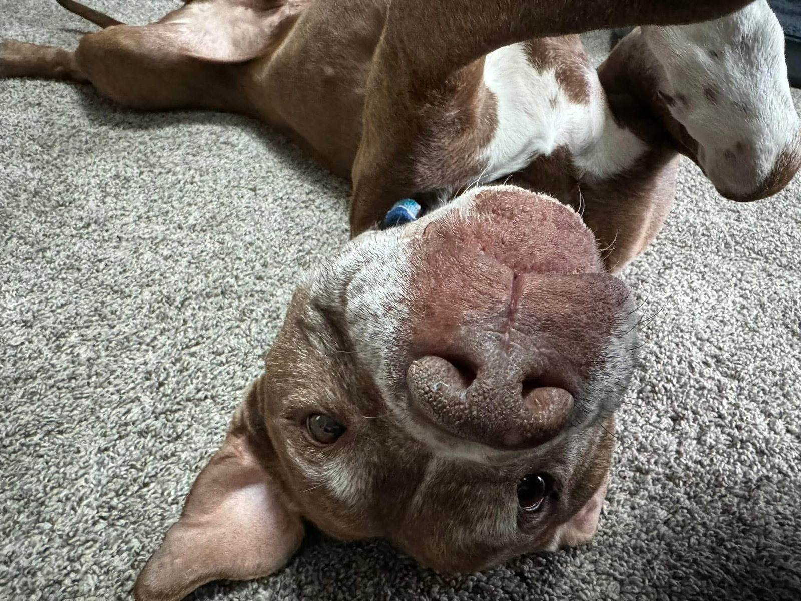 Tressel, photo 18