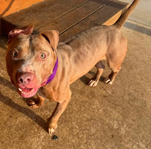 Ricochet, a dog for adoption from Adopt A Pit Rescue Inc