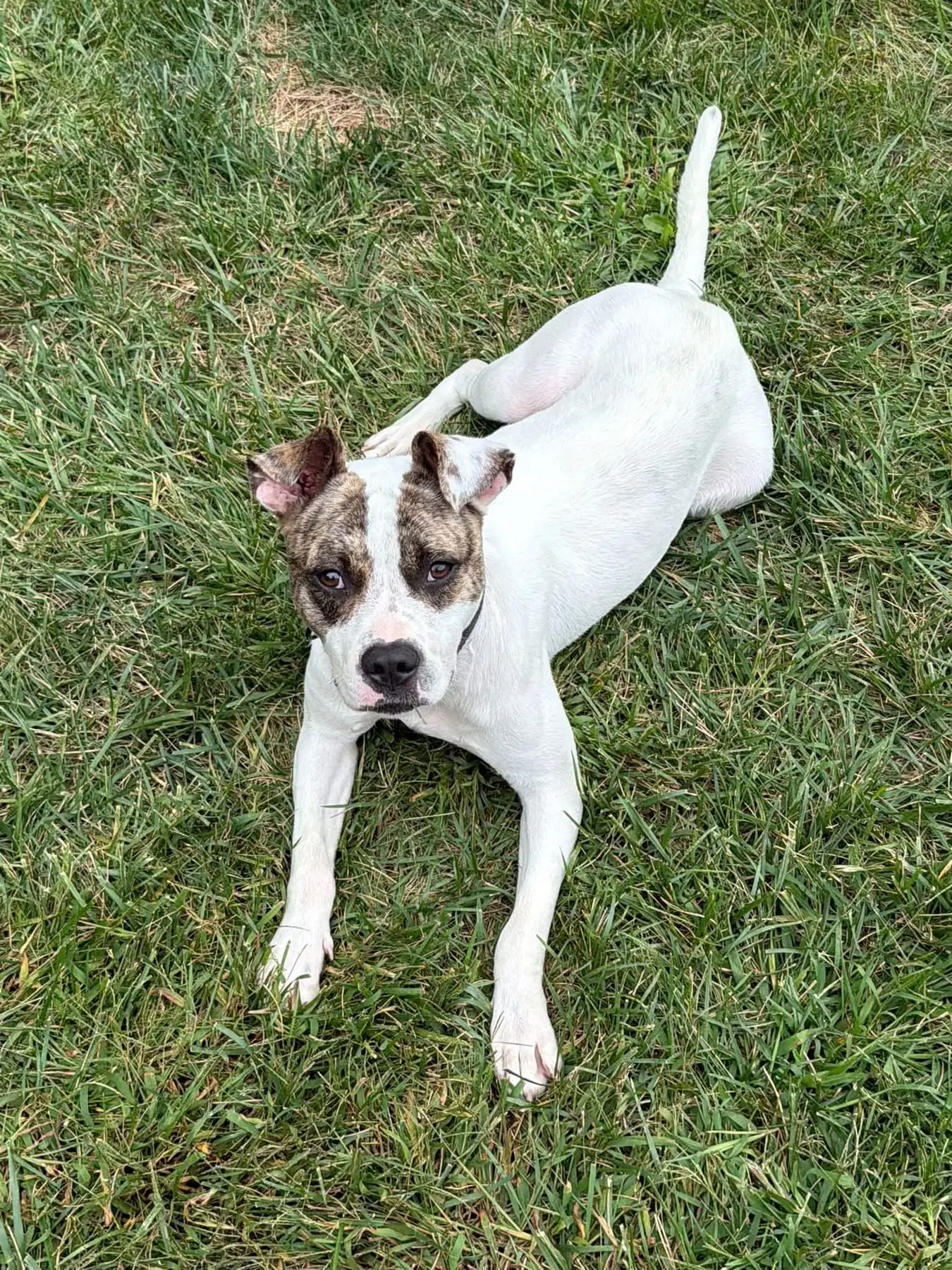 Bodhisattva - American Pit Bull Terrier