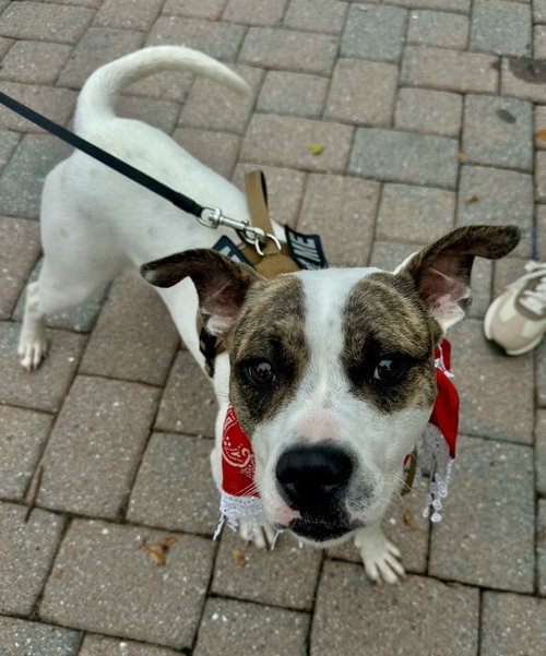 Bodhia, a dog for adoption from Adopt A Pit Rescue Inc