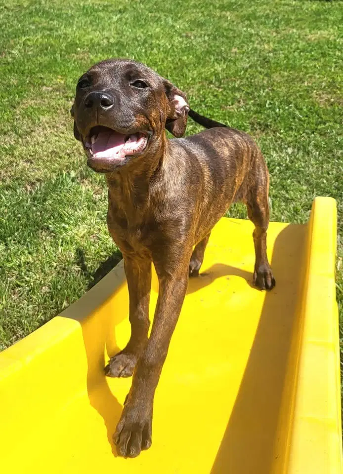 Cake Pop - American Pit Bull Terrier