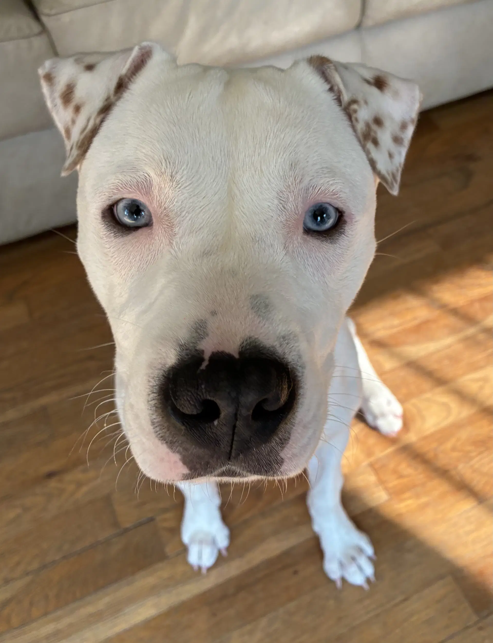 Dumpling - American Pit Bull Terrier