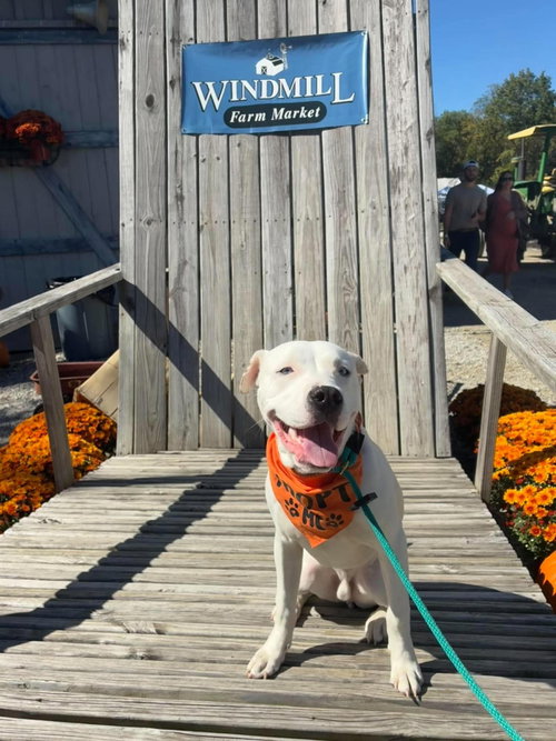 Dumpling Jake, a dog for adoption from Adopt A Pit Rescue Inc