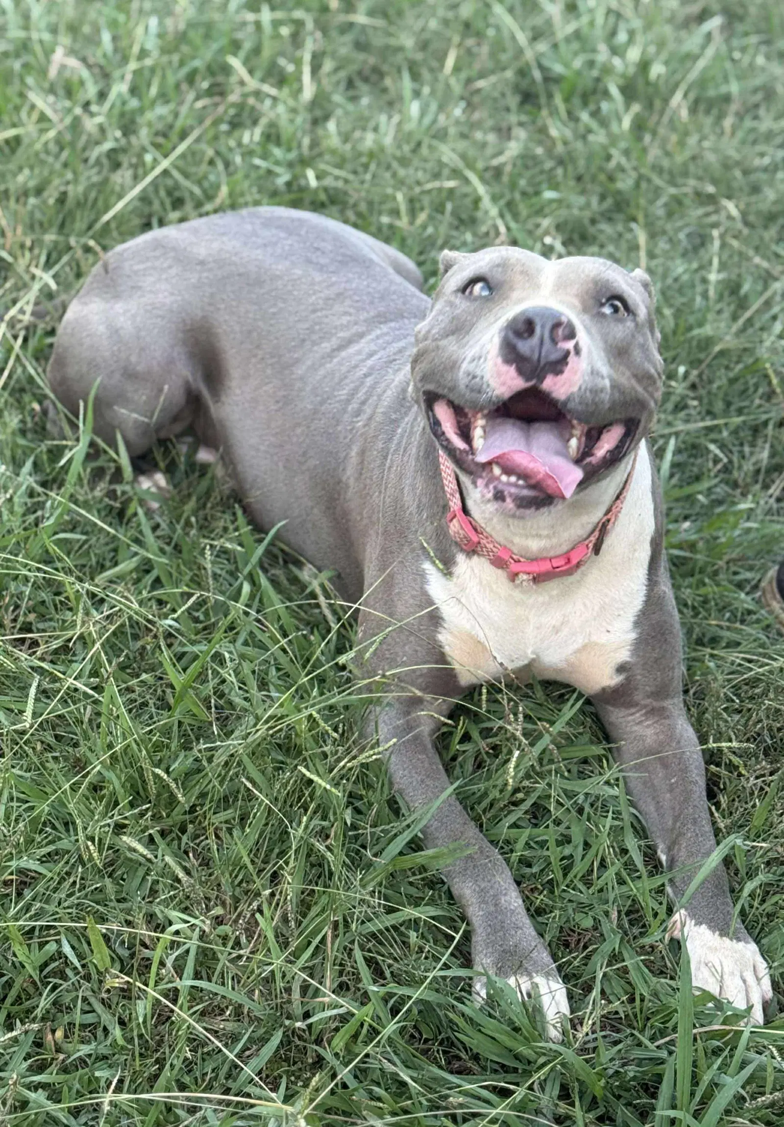 Catalina Breeze - American Pit Bull Terrier