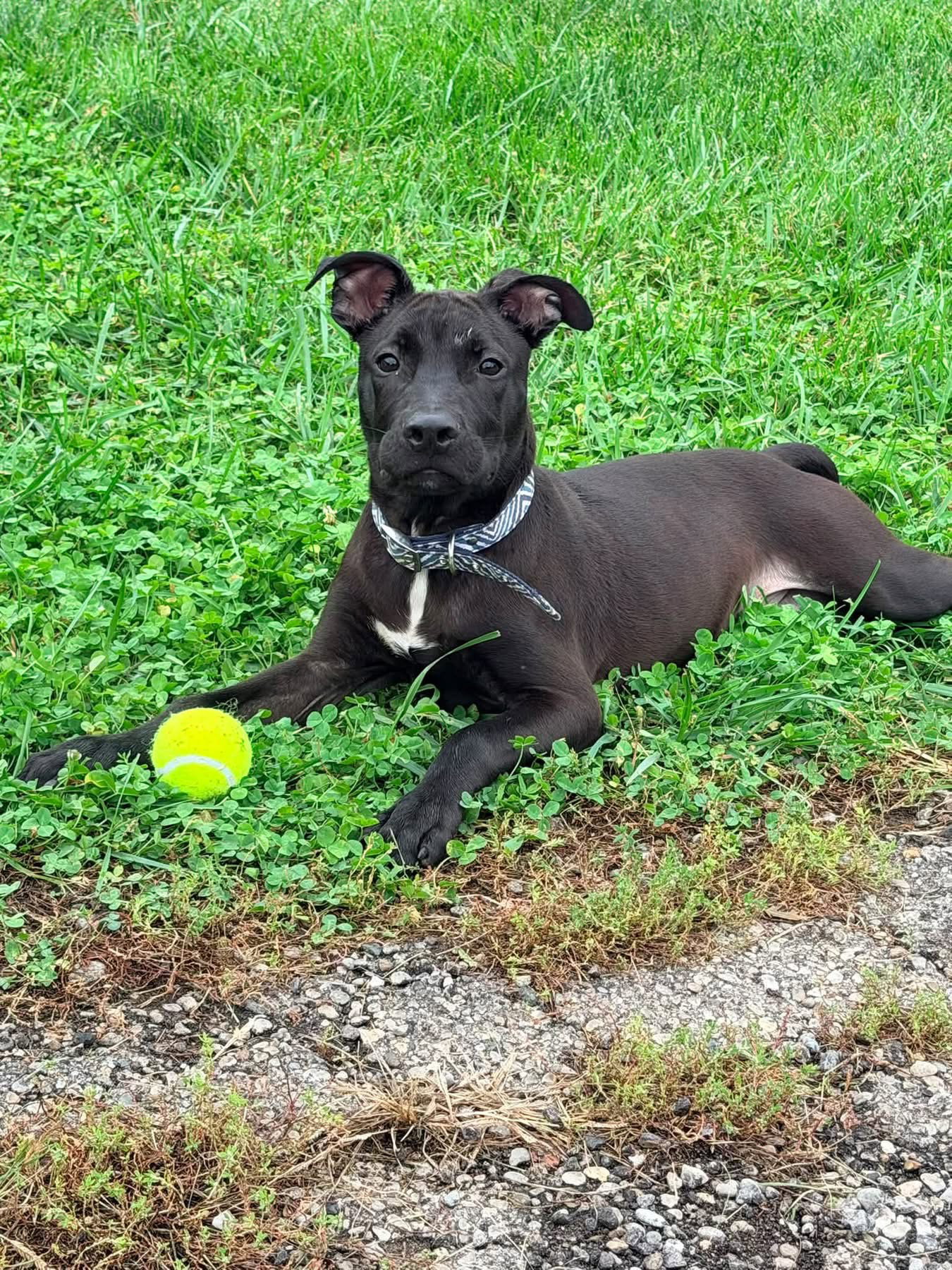 Baron Von Bark, photo 8