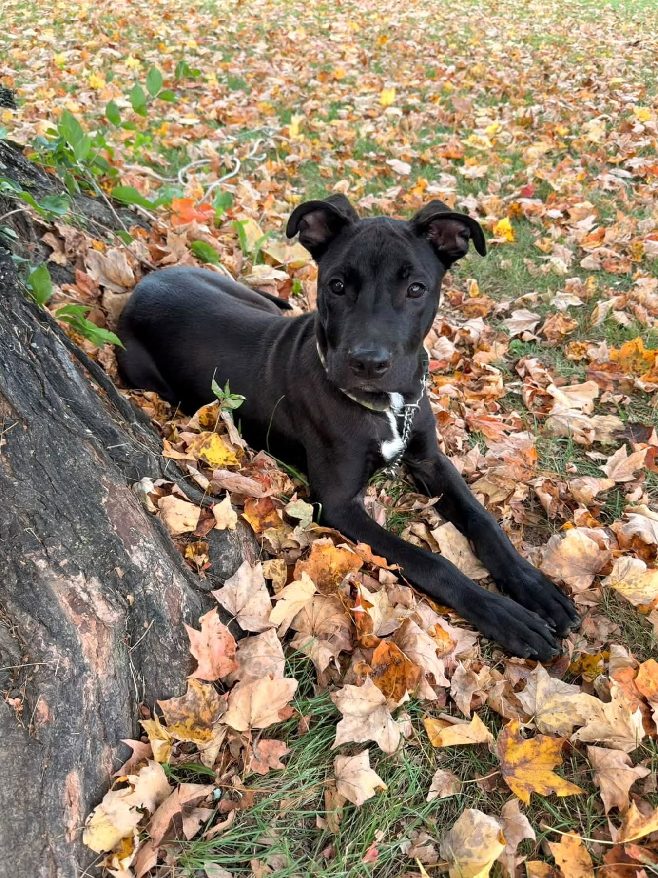 Baron Von Bark, photo 4