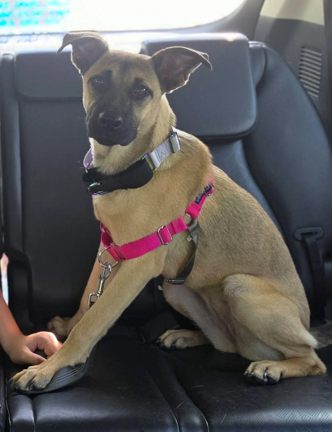Palletie - German Shepherd Dog