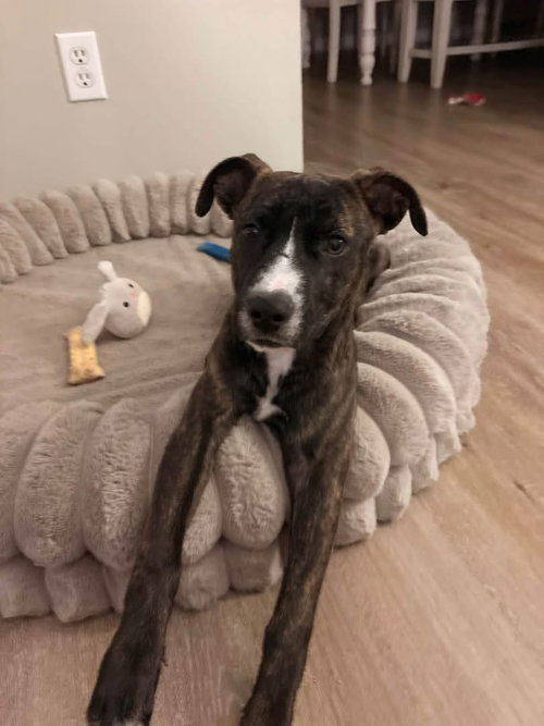 Layla Rose, a dog for adoption from Adopt A Pit Rescue Inc