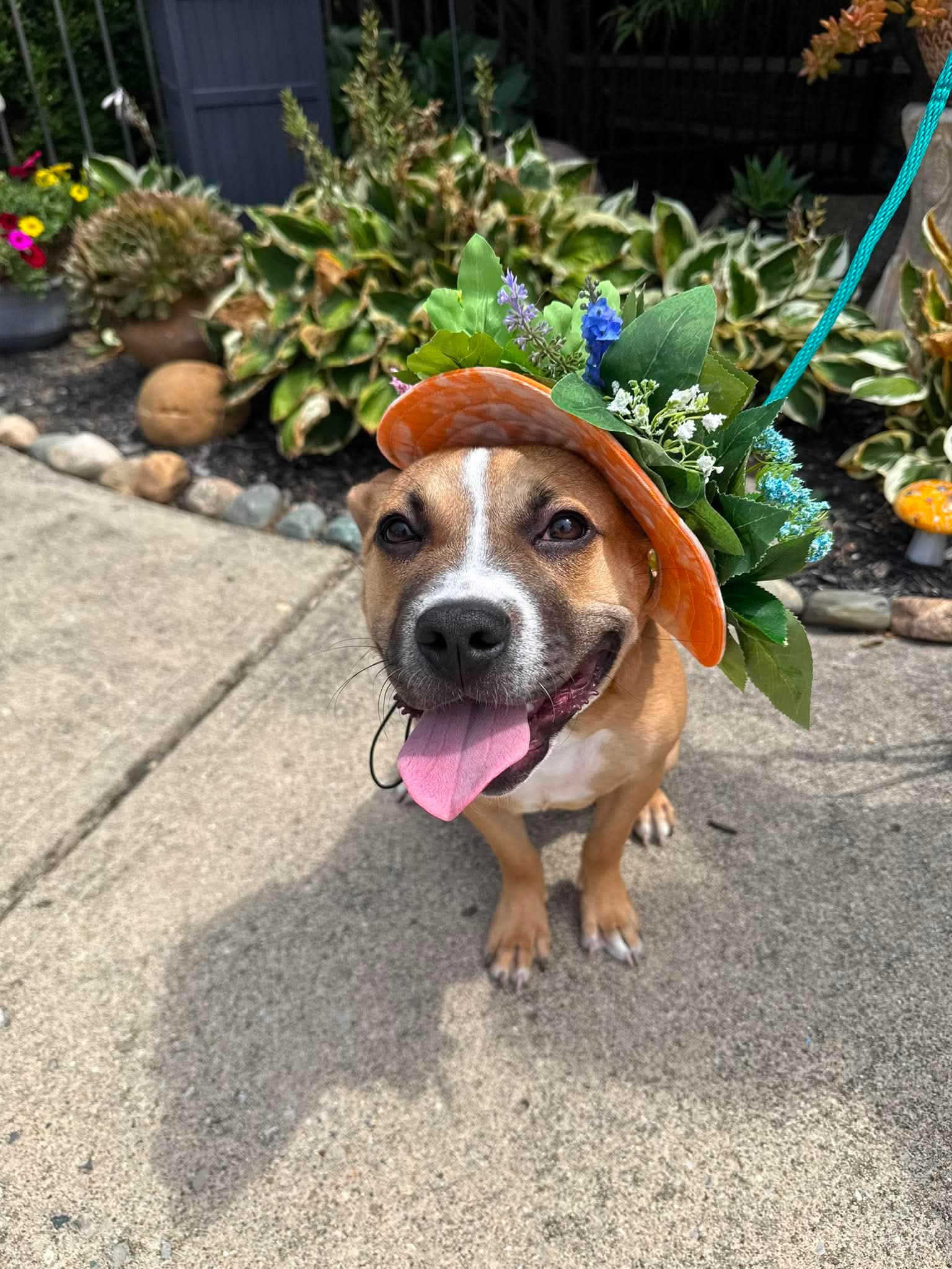 Moon Pie - Bulldog
