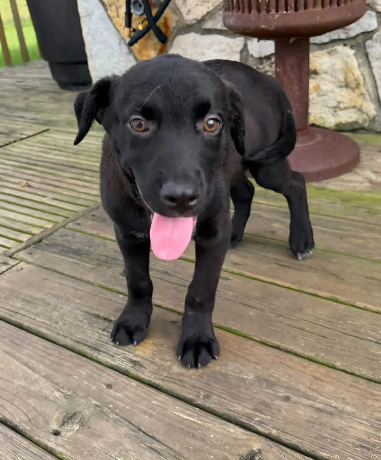 Radley - Labrador Retriever