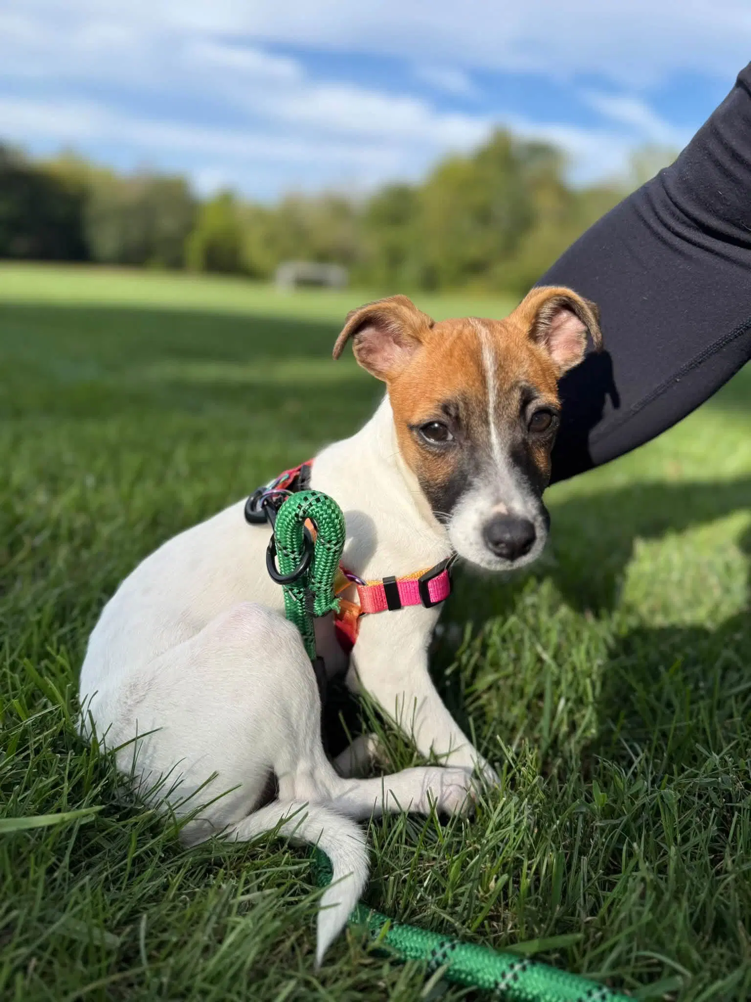 Pippi Longstocking - Jack Russell Terrier