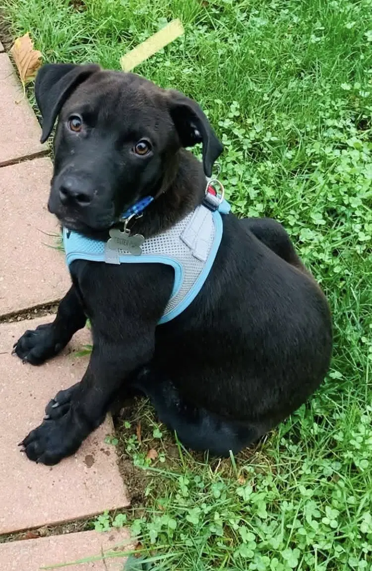 Mr Boombastic - Black Labrador Retriever