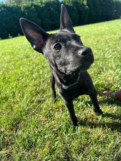 Shock G, a dog for adoption from Adopt A Pit Rescue Inc