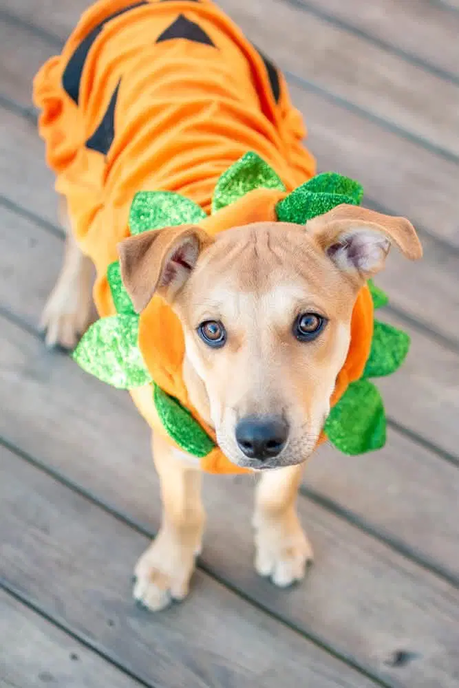 Crackers - Labrador Retriever