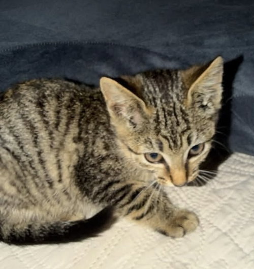 Greer, a cat for adoption from Adopt A Pit Rescue Inc