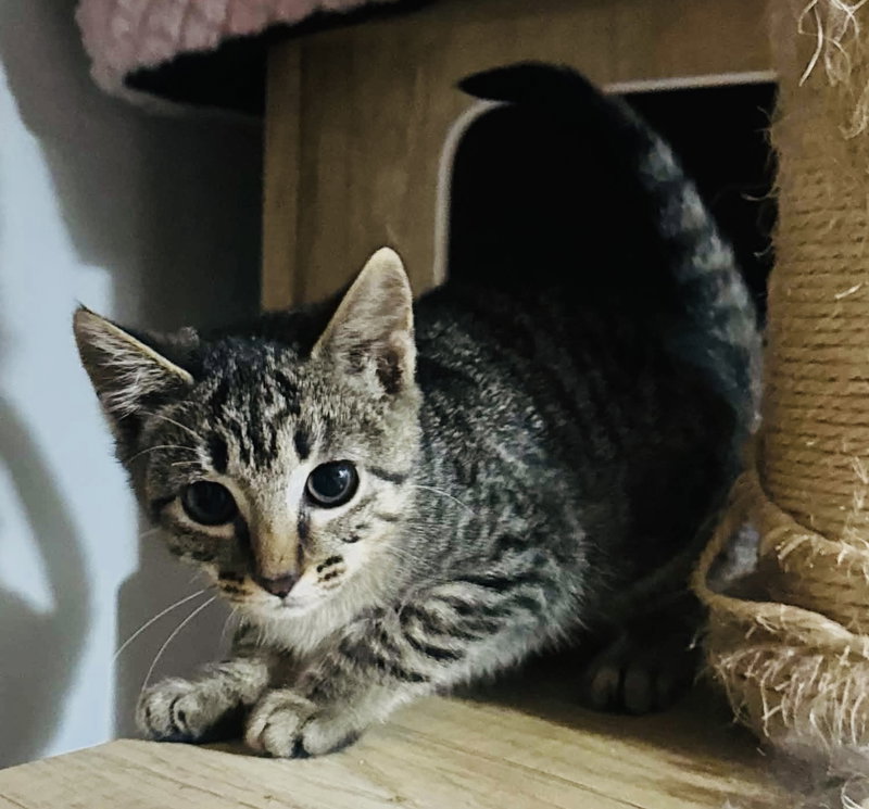 Greer, a female Tabby kitten up for adoption