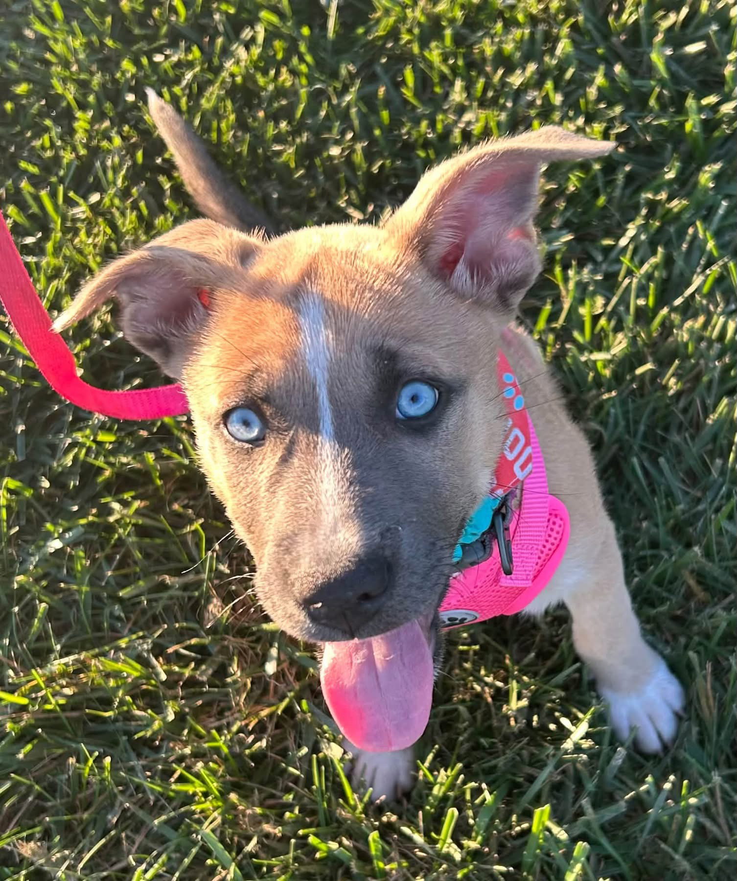 Addie, Husky