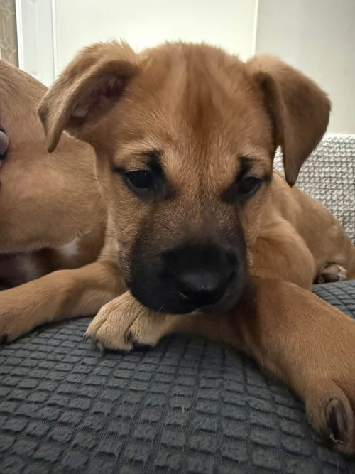 Wasabi, a dog for adoption from Adopt A Pit Rescue Inc
