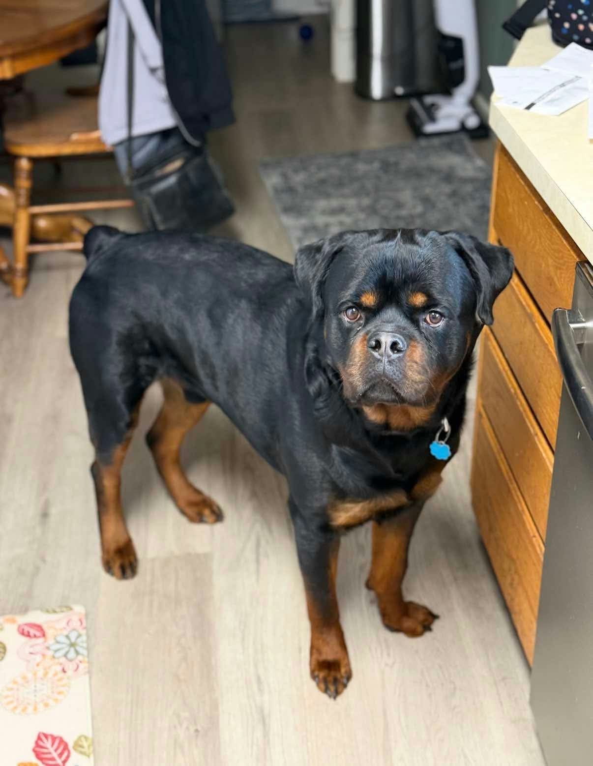 Buddy, Rottweiler