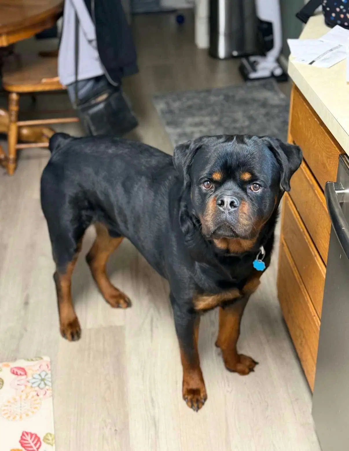 Buddy - Rottweiler