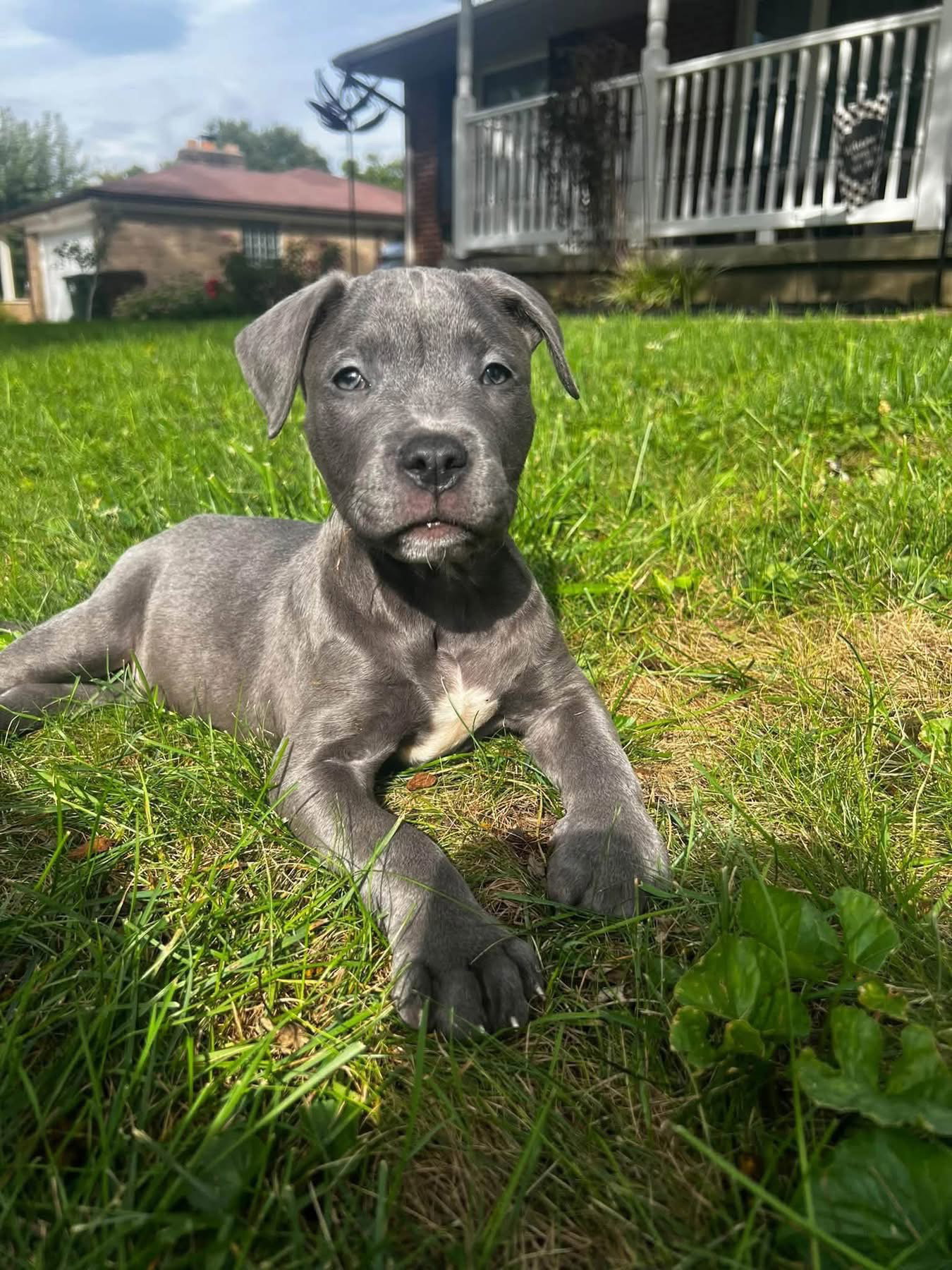 Wrangler, American Pit Bull Terrier