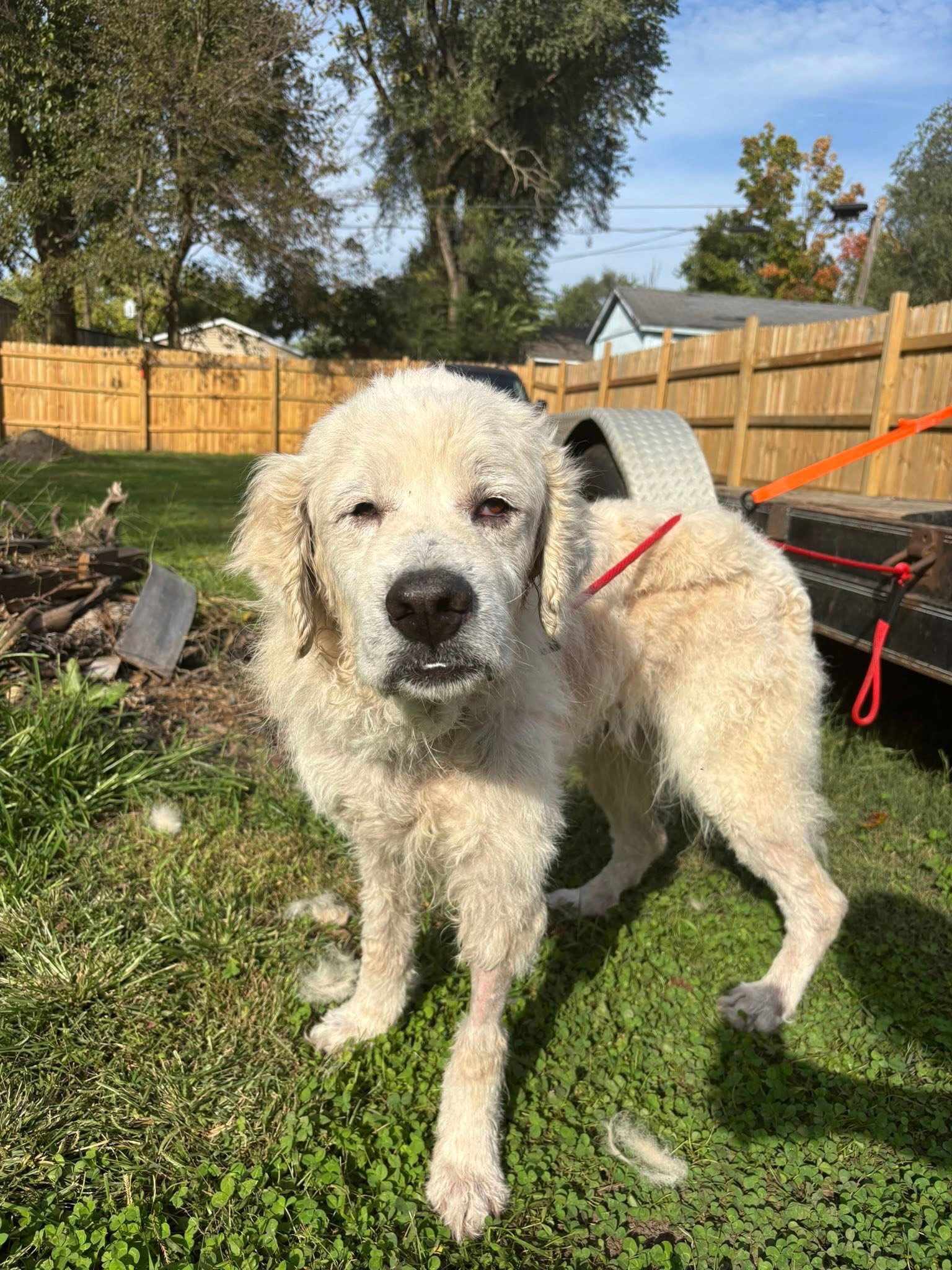 Grim, Great Pyrenees