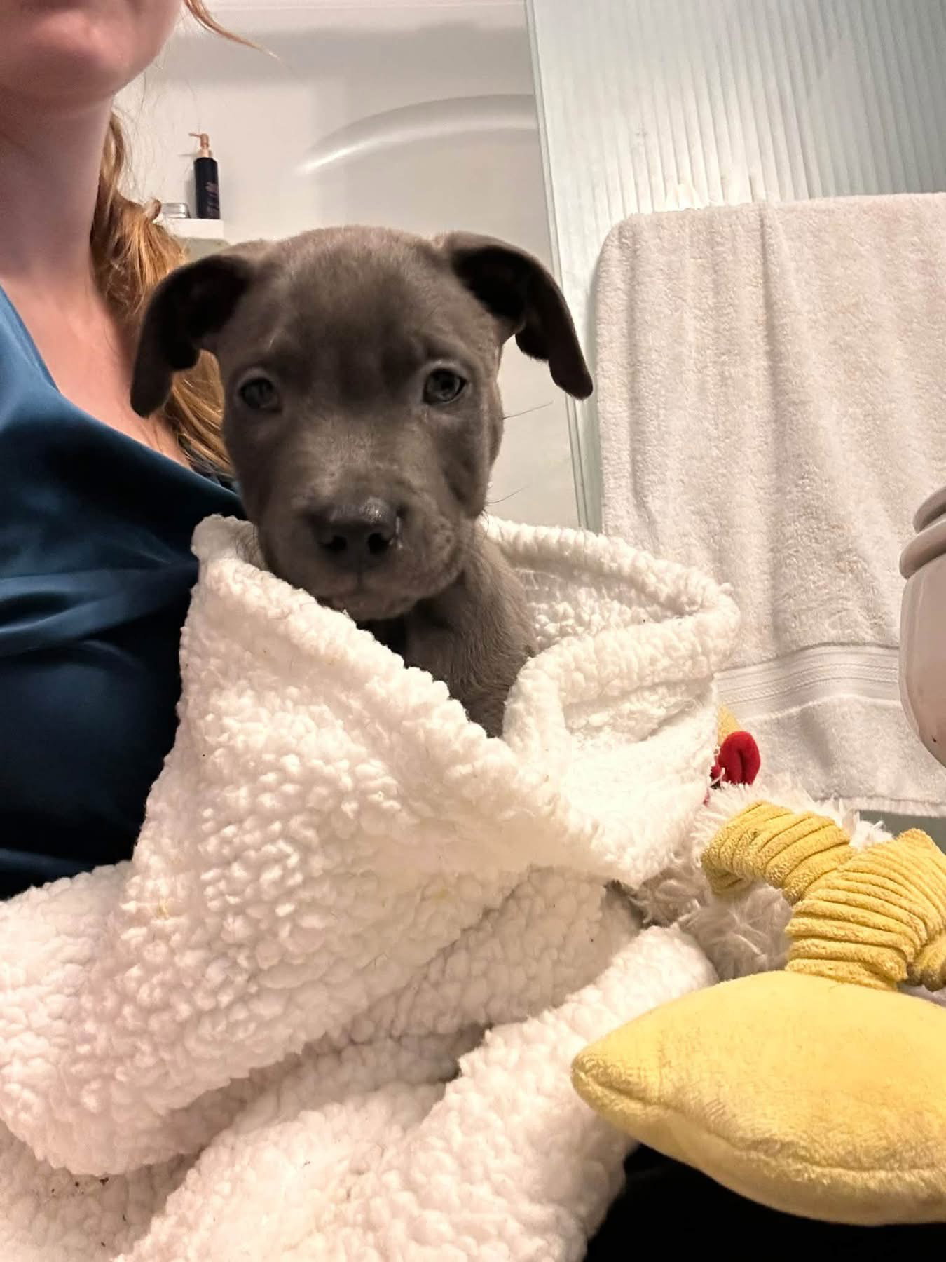 Jorts, American Pit Bull Terrier