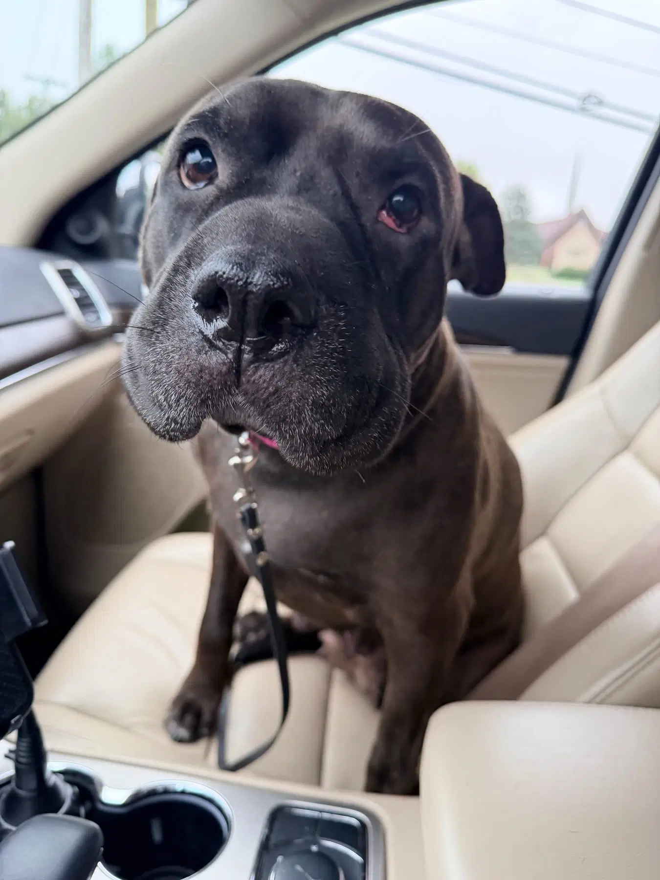 Coffee Bean - American Pit Bull Terrier