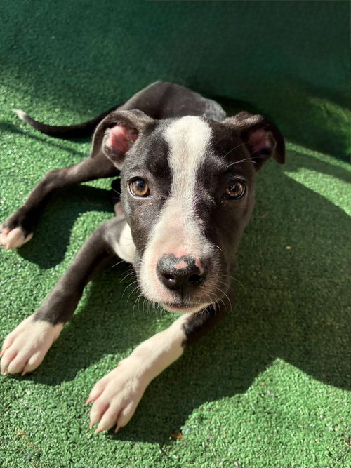 Ellie Joy, a dog for adoption from Adopt A Pit Rescue Inc
