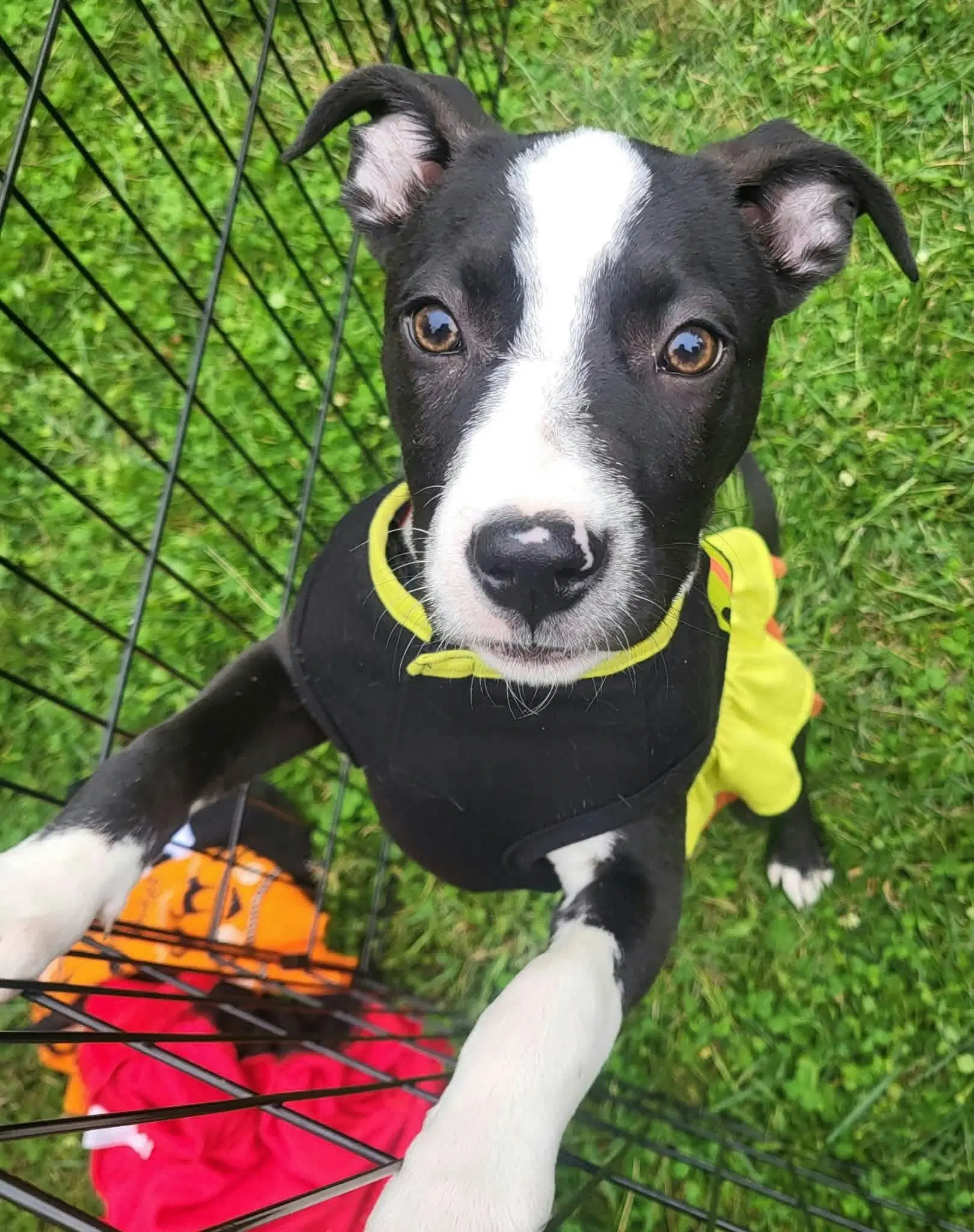 Ellie Joy - American Pit Bull Terrier